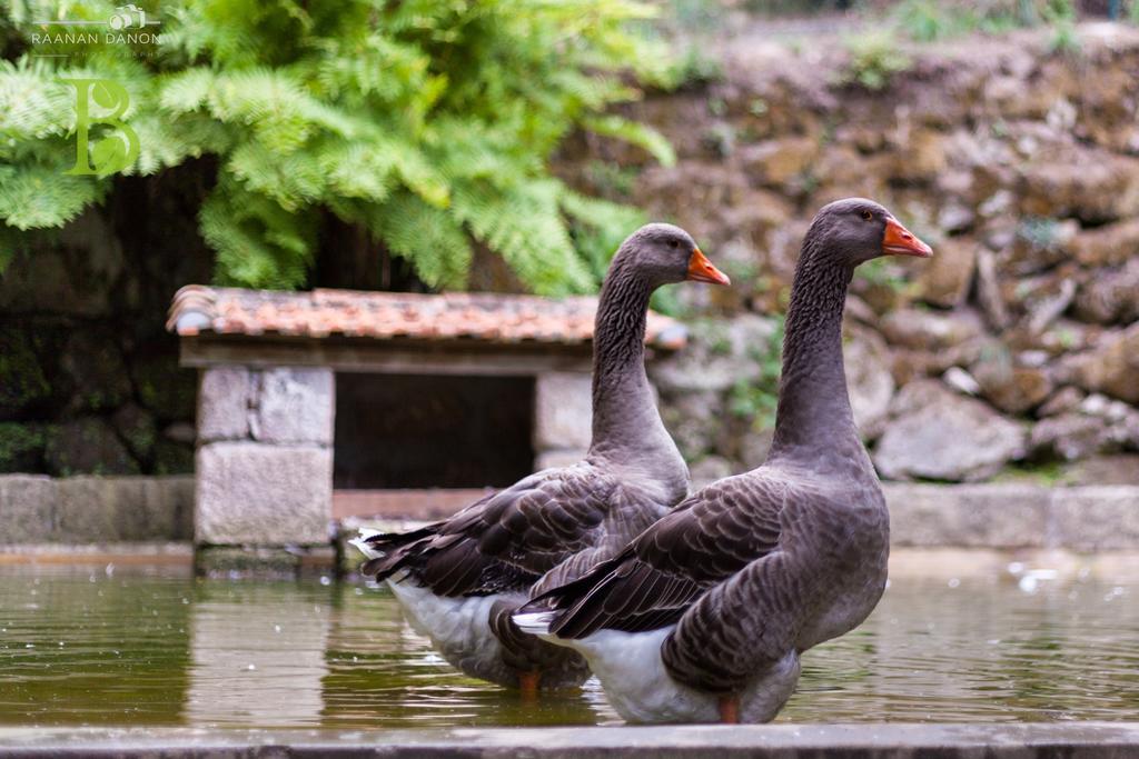 Quinta Da Bouca - Agroturismo Pacos de Gaiolo Δωμάτιο φωτογραφία